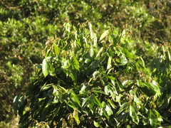 Nectandra