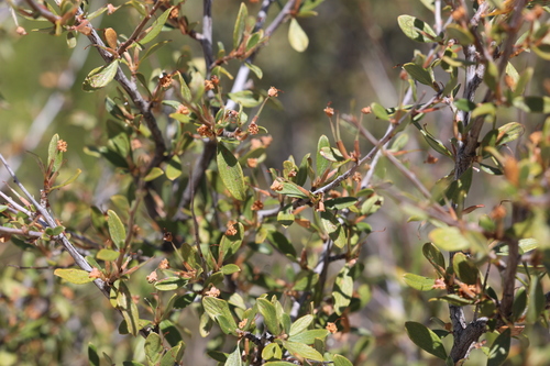 Image of Cercocarpus breviflorus by no rights reserved