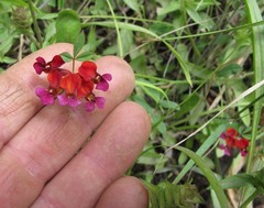 Hosackia gracilis