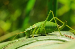 Isophya altaica