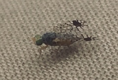 Euarestoides acutangulus