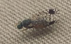 Euarestoides acutangulus