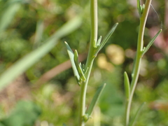 Linaria micrantha