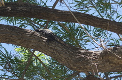 Ctenosaura pectinata