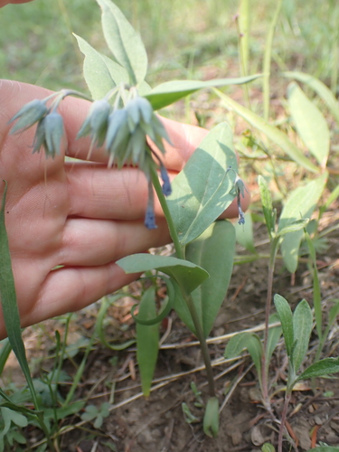 Image of Mertensia longiflora by no rights reserved