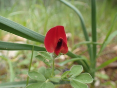 Lotus tetragonolobus