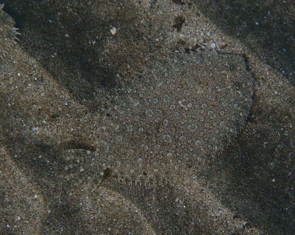Leopard flounder
