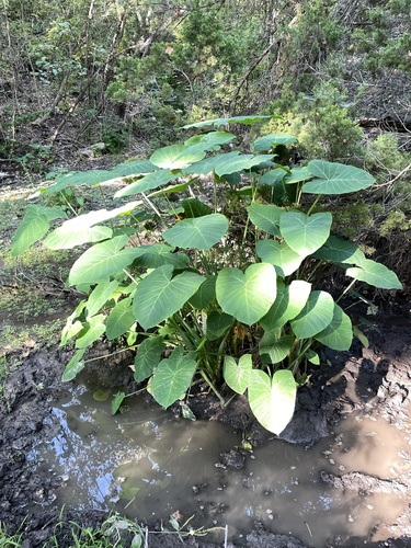Xanthosoma sagittifolium