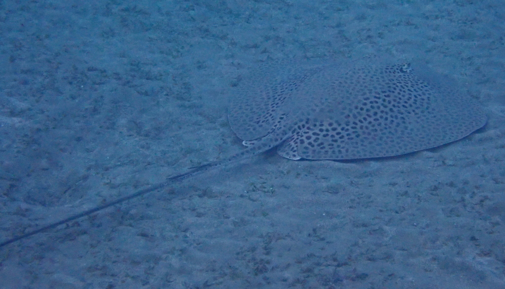 Coach whipray resting on sand in the Red Sea, dense dark spots across its disc