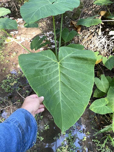 Xanthosoma sagittifolium