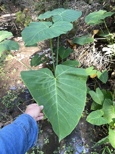 Xanthosoma sagittifolium