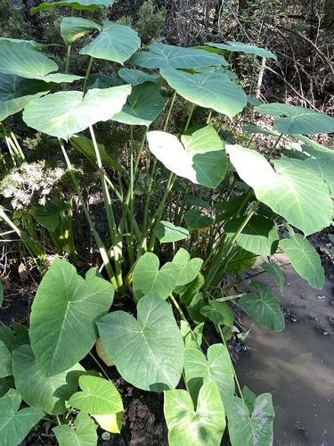 Xanthosoma sagittifolium