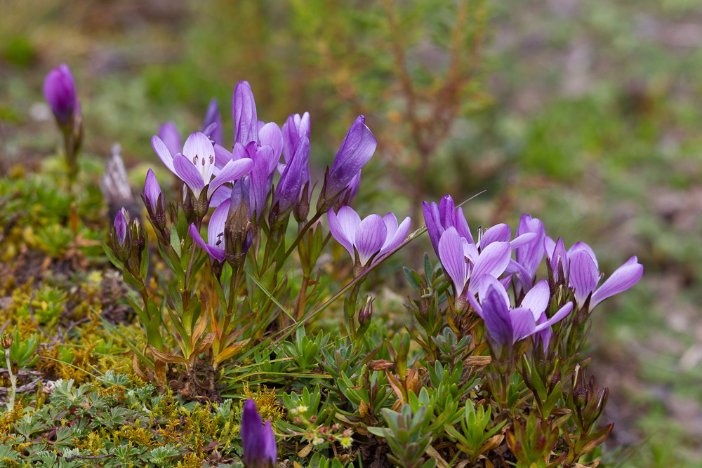 Gentianella cerastioides