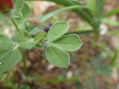 Lotus tetragonolobus