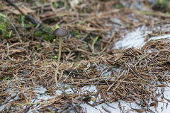 Strobilurus esculentus