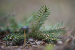 Strobilurus esculentus