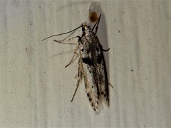 Aristotelia paradesma
