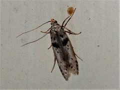 Aristotelia paradesma