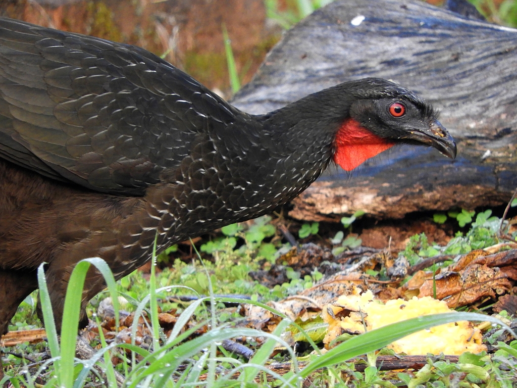 Dusky-legged Guan from Itararé - SP, 18460-000, Brasil on August 18 ...