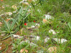 Lotus tetragonolobus