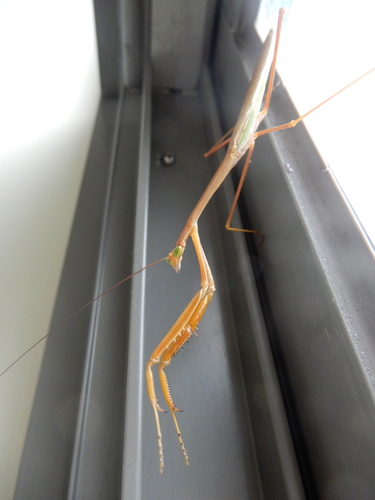 Stick Mantis