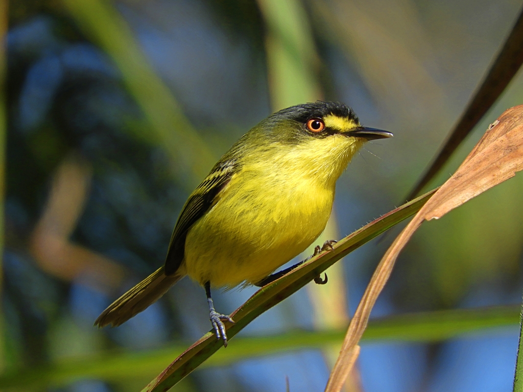 Gray-headed Tody-Flycatcher from Itararé - SP, 18460-000, Brasil on ...