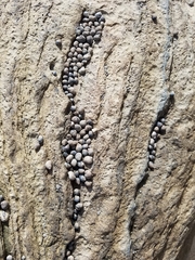 Littorinimorpha