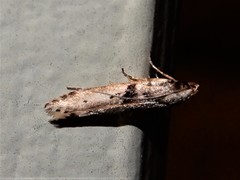 Aristotelia paradesma