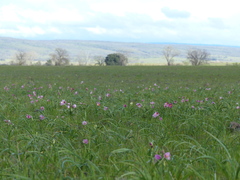 Fritillaria pluriflora