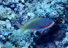 Pseudanthias huchtii