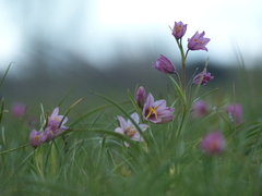 Fritillaria pluriflora
