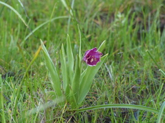 Fritillaria pluriflora