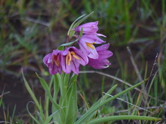 Fritillaria pluriflora