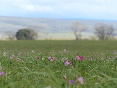 Fritillaria pluriflora