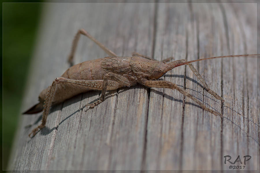 Dasyscelus normalis