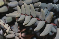 Pellaea bridgesii image