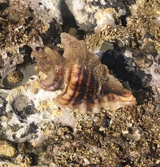 Ocenebrinae