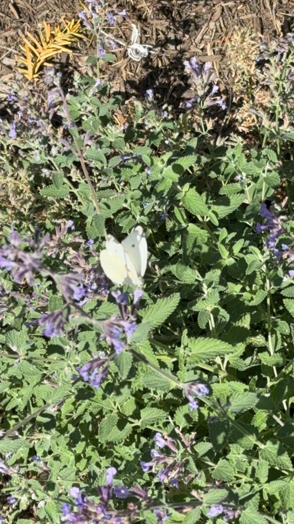 small-white-from-purdue-university-west-lafayette-in-us-on-october-2