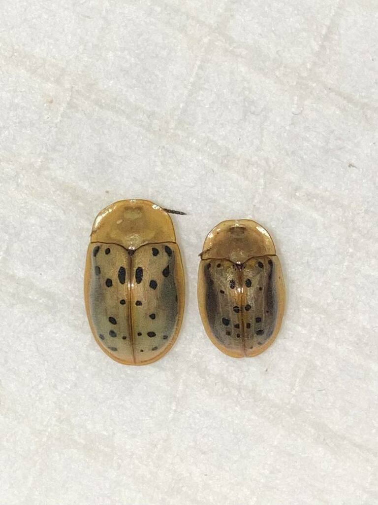 Conchyloctenia adspersa