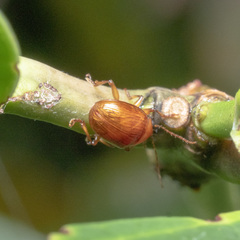 Phytorus