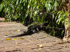 Ctenosaura pectinata
