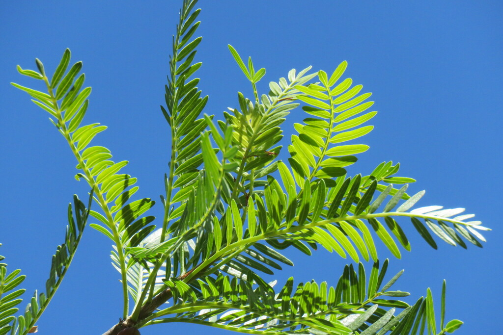 Bursera Morelensis From San Juan Bautista Cuicatl N Oax M Xico On September At