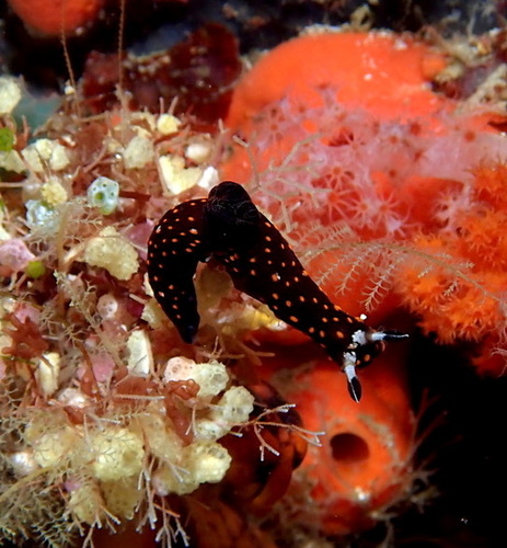 Nembrotha livingstonei