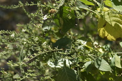 Henrya insularis