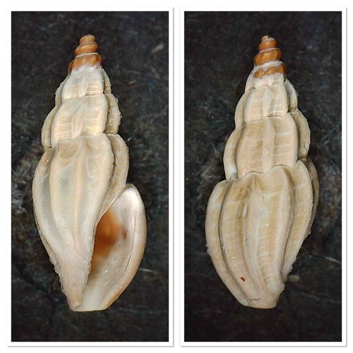 Mangelia unifasciata observed 2022-08-08
