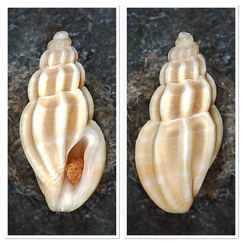 Mangelia unifasciata observed 2023-01-04
