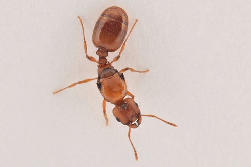 Tetramorium galaticumTetramorium galaticum