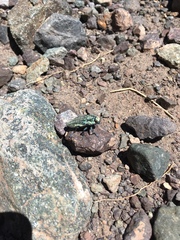 Ectinogonia speciosa