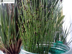 Equisetum scirpoides