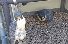 Falco peregrinus anatum